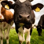 Cow Photo