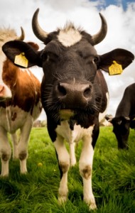 Cow Photo