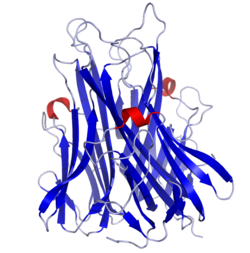 Tumor necrosis factor alpha (TNF-a)