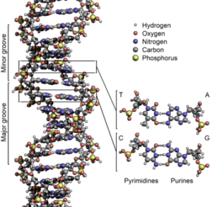 DNA